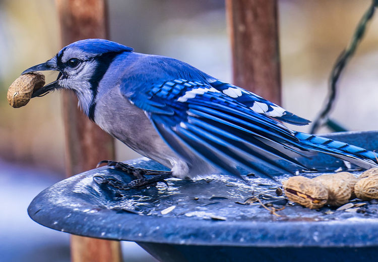 A bluejay finds a peanut on a frozen backyard bird bath