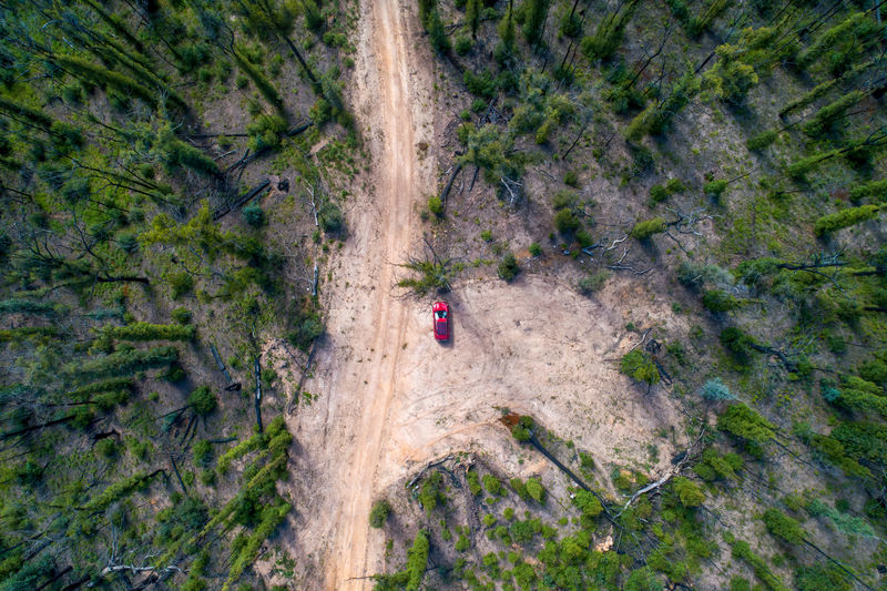 Looking down at red car in australian forest regenerating after bushfires