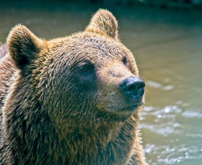 Bear playing in the water