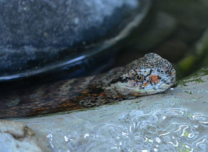 Close-up of snake in pond
