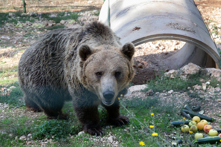 European brown bear in captivity in the enclosed wildlife area, eating fruit and vegetables.