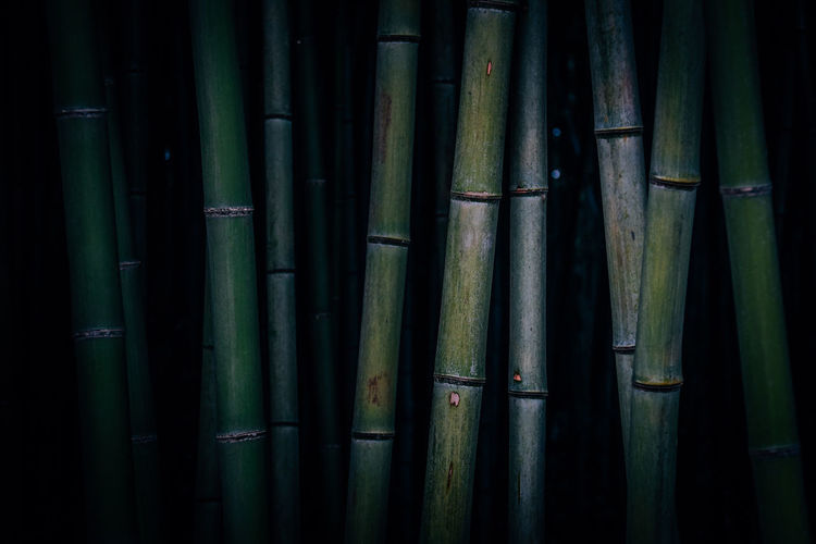Full frame shot of bamboo