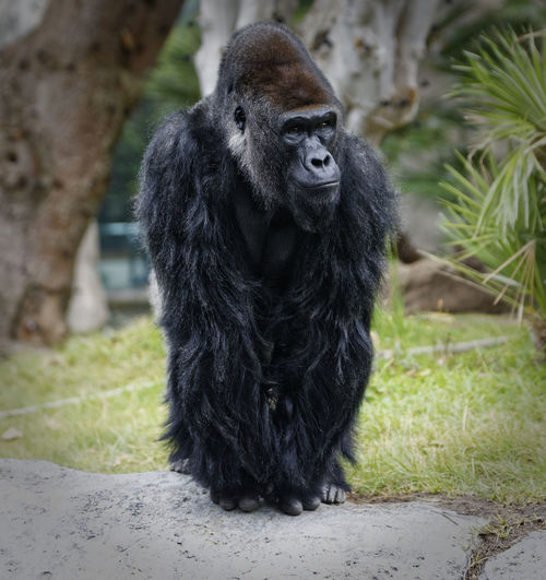 Gorilla portrait showing whole body with blurred background 