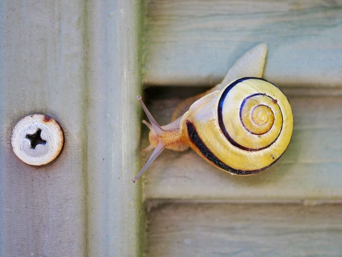 Close-up of snail crawling towards screw on shutter