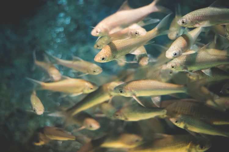 Close-up of fishes swimming in sea