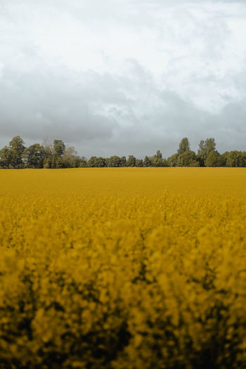 Scenic view of oilseed rape field against sky