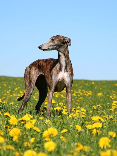 Dog standing on field against clear blue sky