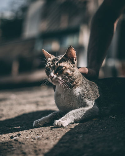 Close-up of a cat looking away