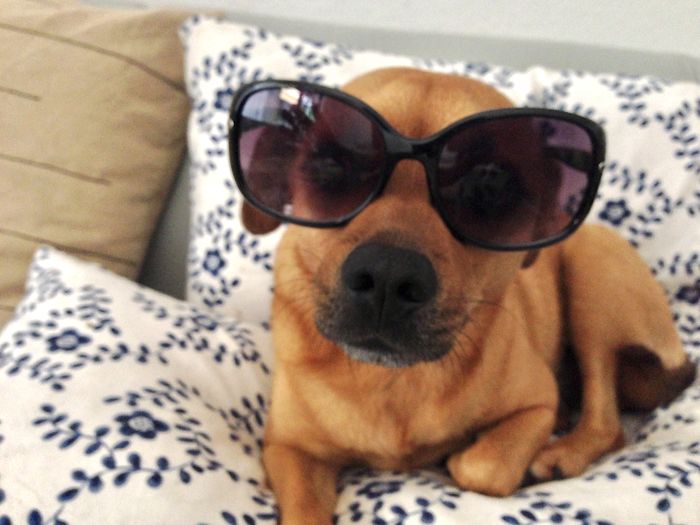 Close-up of a dog wearing sunglasses at home
