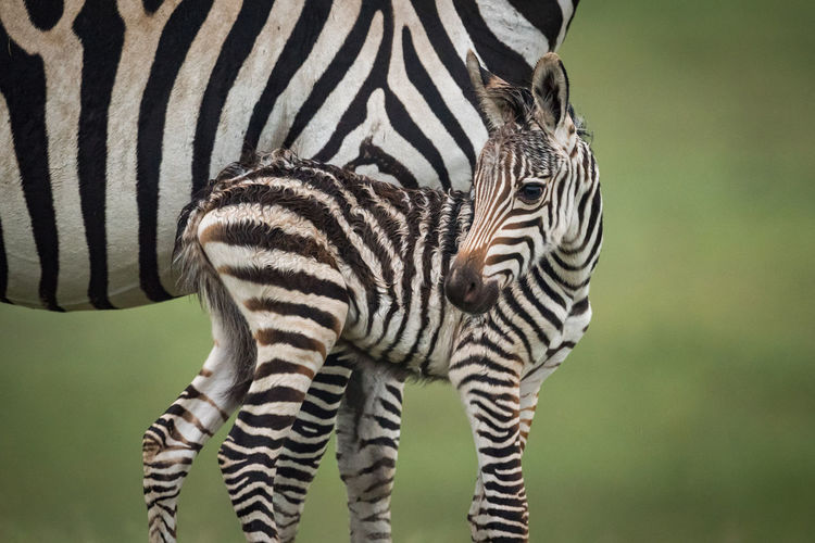 Close-up of baby plains zebra beside mother