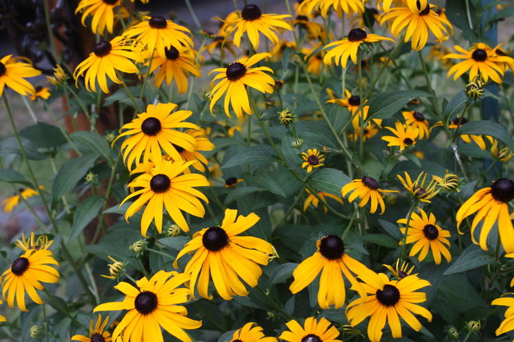 Close-up of yellow flowering plant