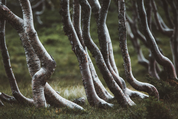 Close-up of tree trunks