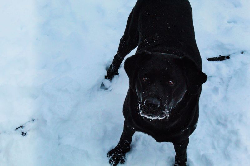 Black dog on snow field