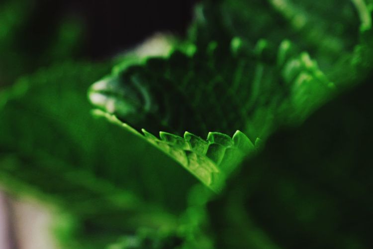 Macro shot of fern leaf