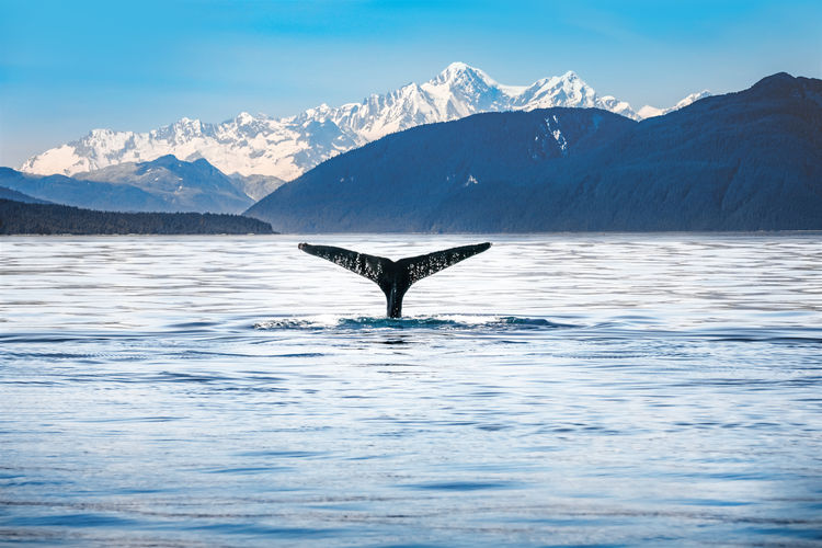 Humpback whale tail with icy mountains backdrop alaska