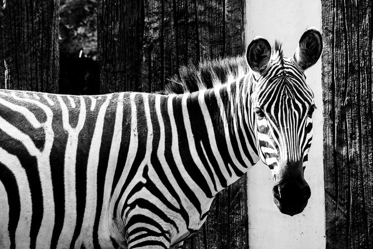 Close-up of zebra crossing