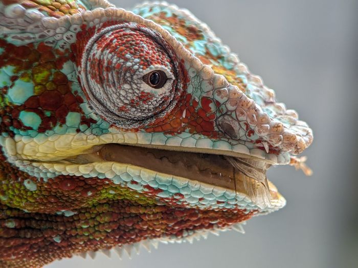 Close-up of lizard