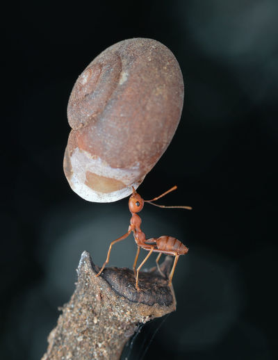 Mighty ant