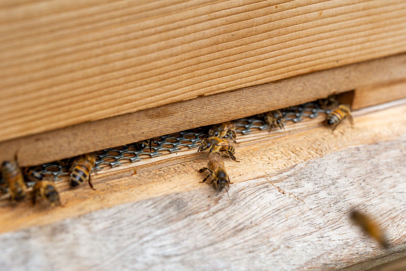 Close-up of bee on wood