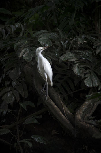 High angle view of white bird perching on a tree