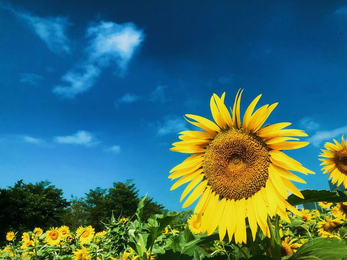 Close-up of yellow sunflower against blue sky