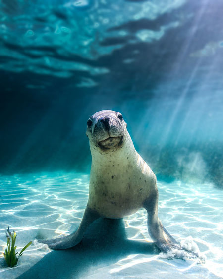 Sea lion puppy love
