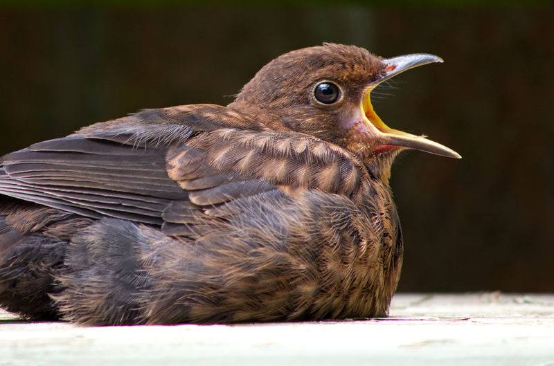 Close-up of bird