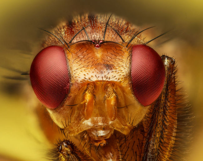 Close up of fruit fly