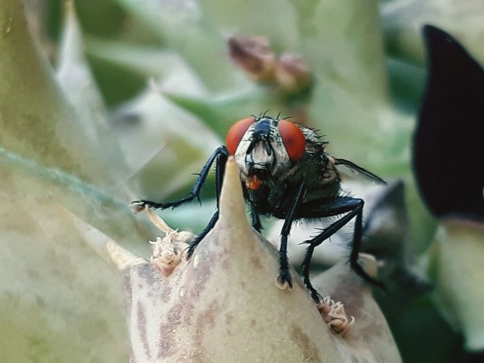 Close-up of housefly on plant