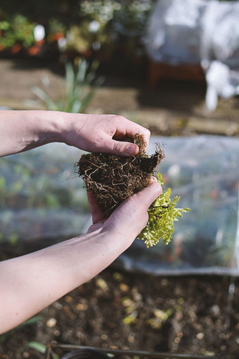 Gardening hands holding a plant