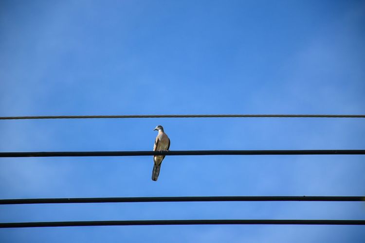 Bird on the wires backgruond