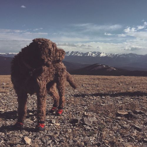Dog on mountain against sky