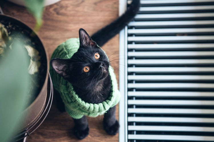 Close-up portrait of black cat in costume  looking at camera 