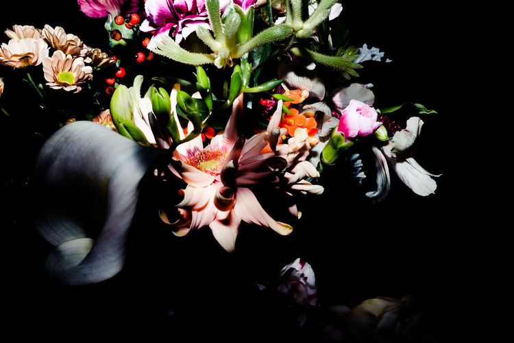 Close-up of flowers growing against black background