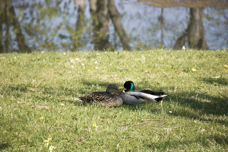 Mallard duck on field