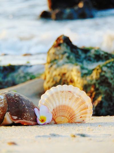 Surface level of seashells with frangipani at beach