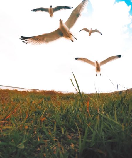 Bird flying over field against clear sky
