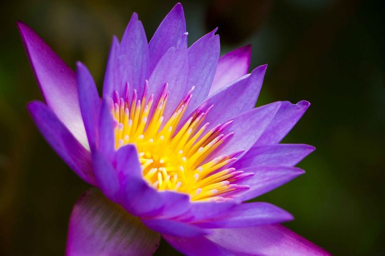 Close-up of purple water lily