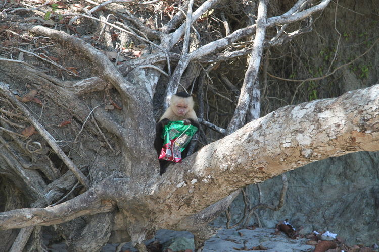 Monkey holding packet while sitting on tree branch