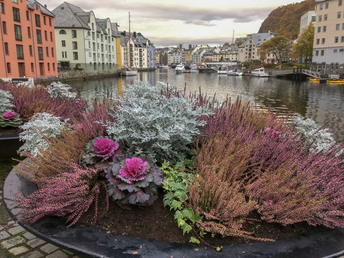 Purple flowering plants by river against buildings in city