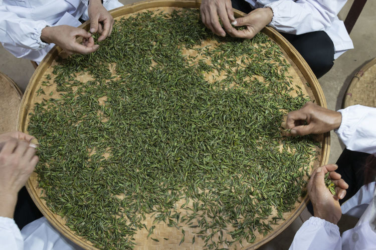 High angle view of people cleaning herbs in tray