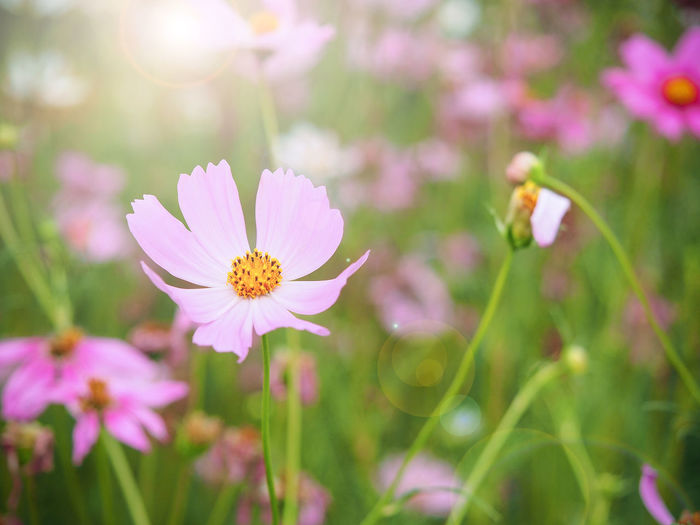 Pink cosmos flowers blooming outdoors