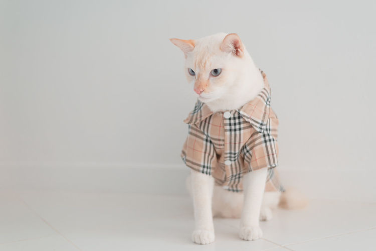 Portrait of white cat standing on tiled floor