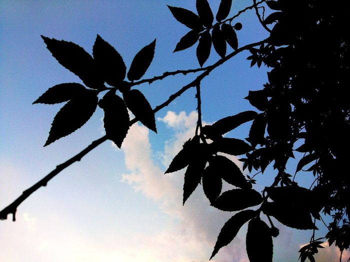 Low angle view of silhouette leaves against sky at sunset