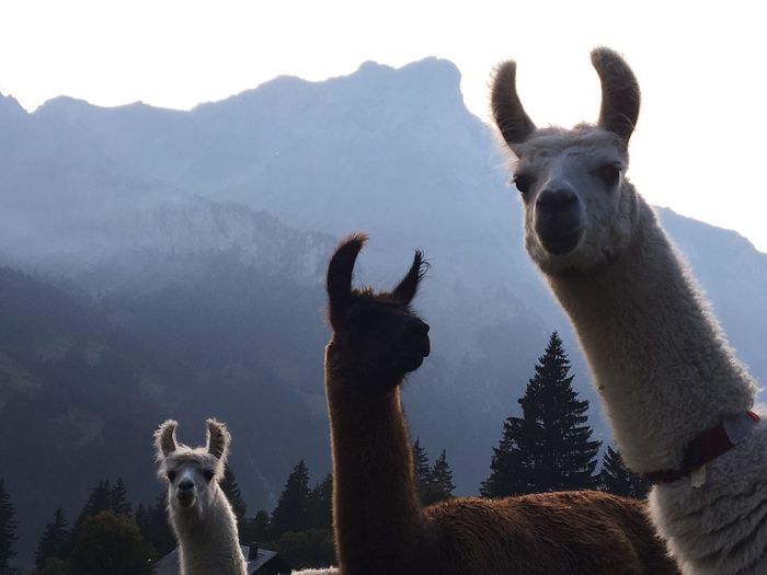 Llamas against mountains