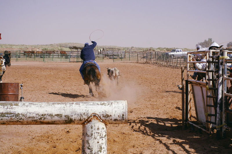Rear view of man riding horse against clear sky