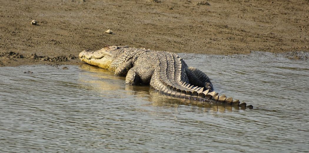 View of crocodile in the water