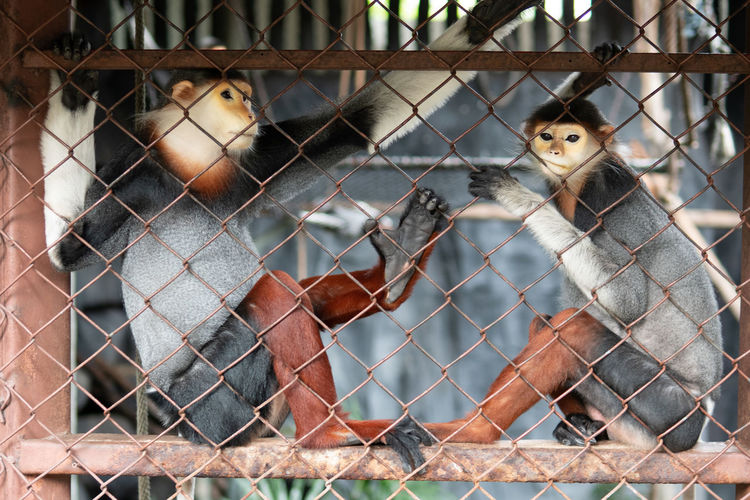 Monkeys in cage seen through chainlink fence