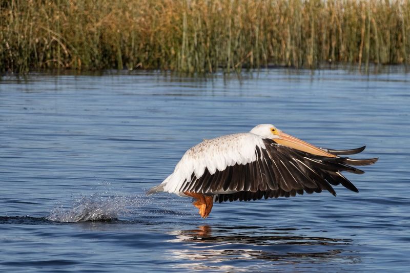 Pelican launching over lake. 