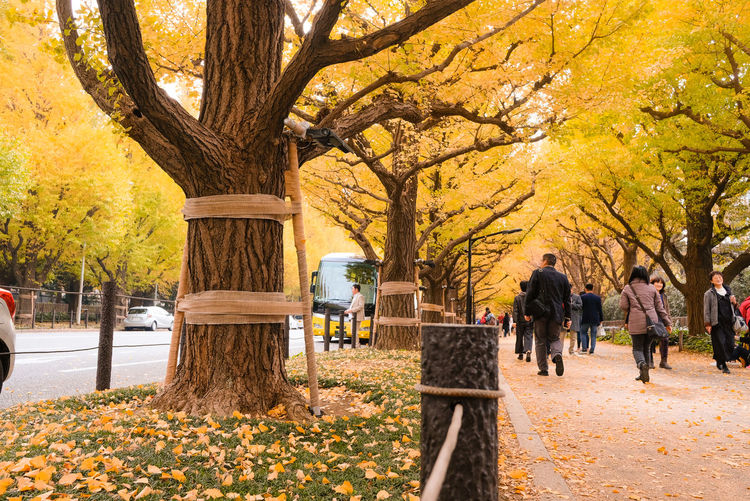 People walking in park during autumn